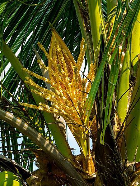 Coconut-Tree-Palm-Palm-Blossom-232383.jpg