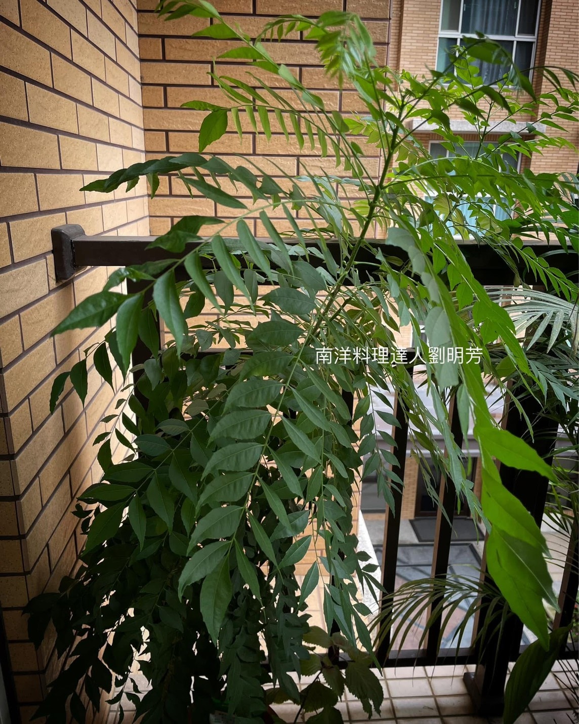 咖哩葉果實能吃嗎? - 第2張圖 咖哩葉果實能吃嗎?