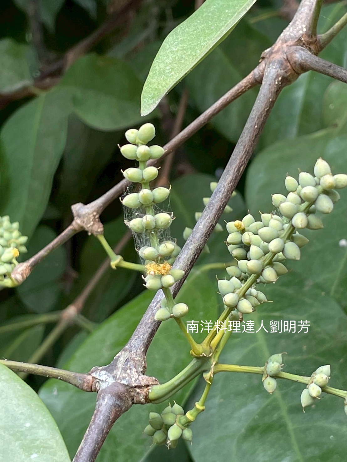 倪藤果又稱木花生,它到底是甚麼?能吃嗎? - 第2張圖 倪藤果又稱木花生,它到底是甚麼?能吃嗎?