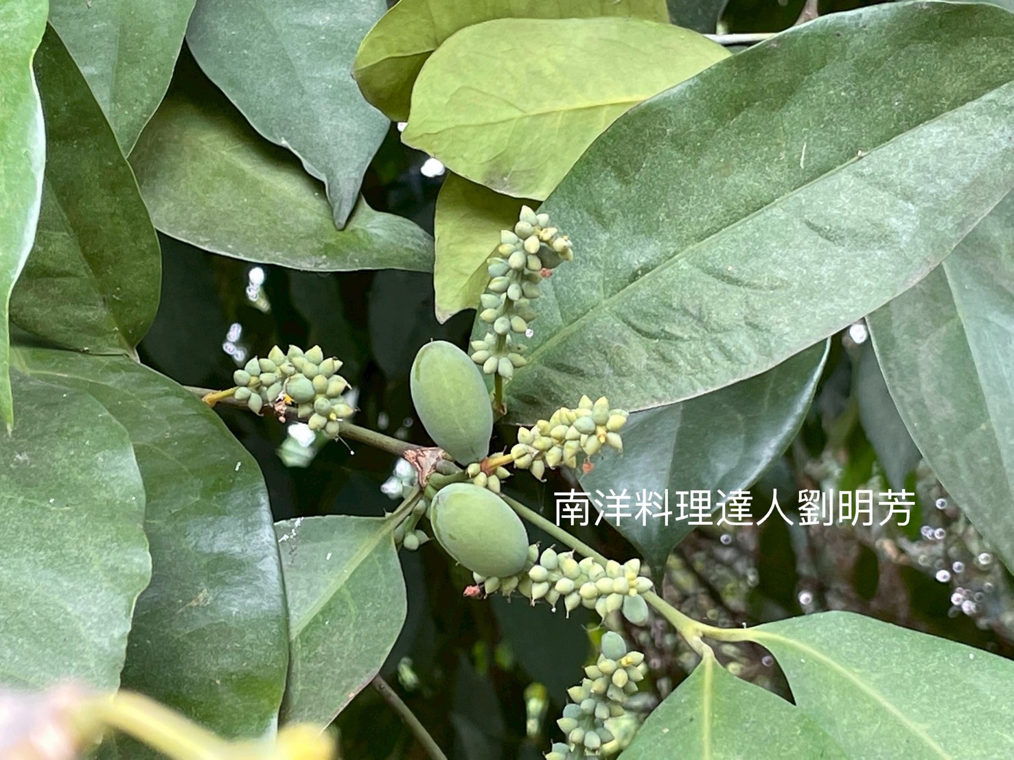 倪藤果又稱木花生,它到底是甚麼?能吃嗎? - 第4張圖 倪藤果又稱木花生,它到底是甚麼?能吃嗎?
