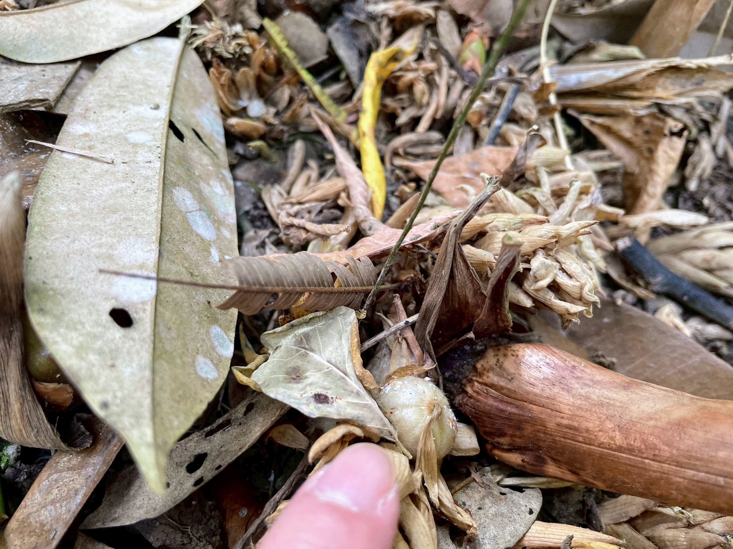 白豆蔻是長在樹上還是地上呢?你猜對了嗎? - 第3張圖 白豆蔻是長在樹上還是地上呢?你猜對了嗎?